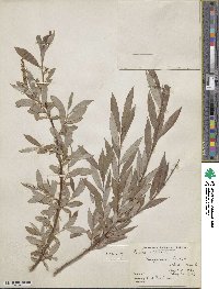 Salix alba image