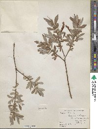 Salix alba image