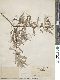 Salix alba image