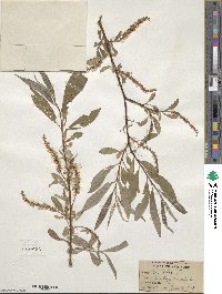 Salix alba image