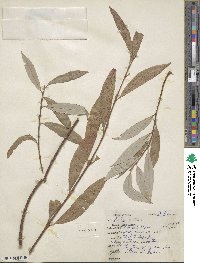 Salix alba image