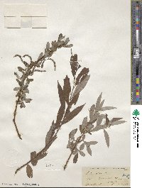 Salix alba image