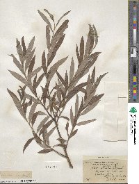 Salix alba image