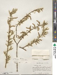 Salix alba image