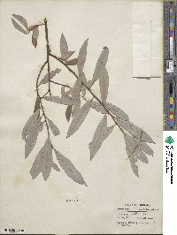 Salix alba image