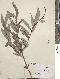 Salix alba image