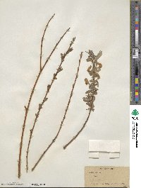 Salix alba image