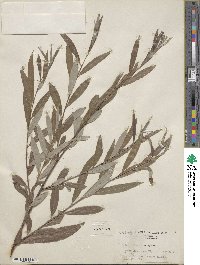 Salix alba image