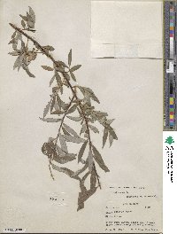 Salix alba image