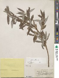 Salix alba image