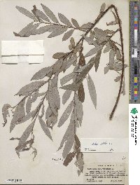 Salix alba image