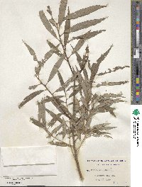 Salix alba image