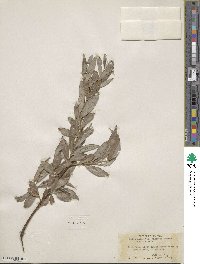 Salix alba f. argentea image