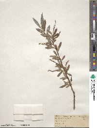 Salix alba f. argentea image