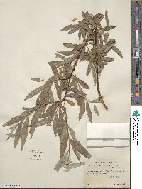 Salix alba f. argentea image