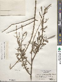 Salix alba f. argentea image