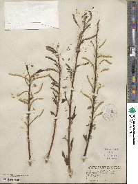 Salix alba var. vitellina image