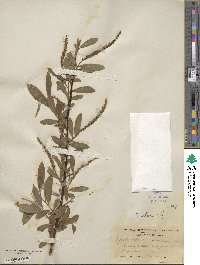 Salix alba image