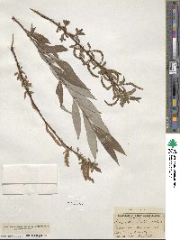 Salix alba var. vitellina image