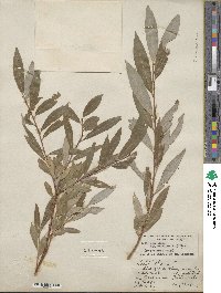 Salix alba var. vitellina image