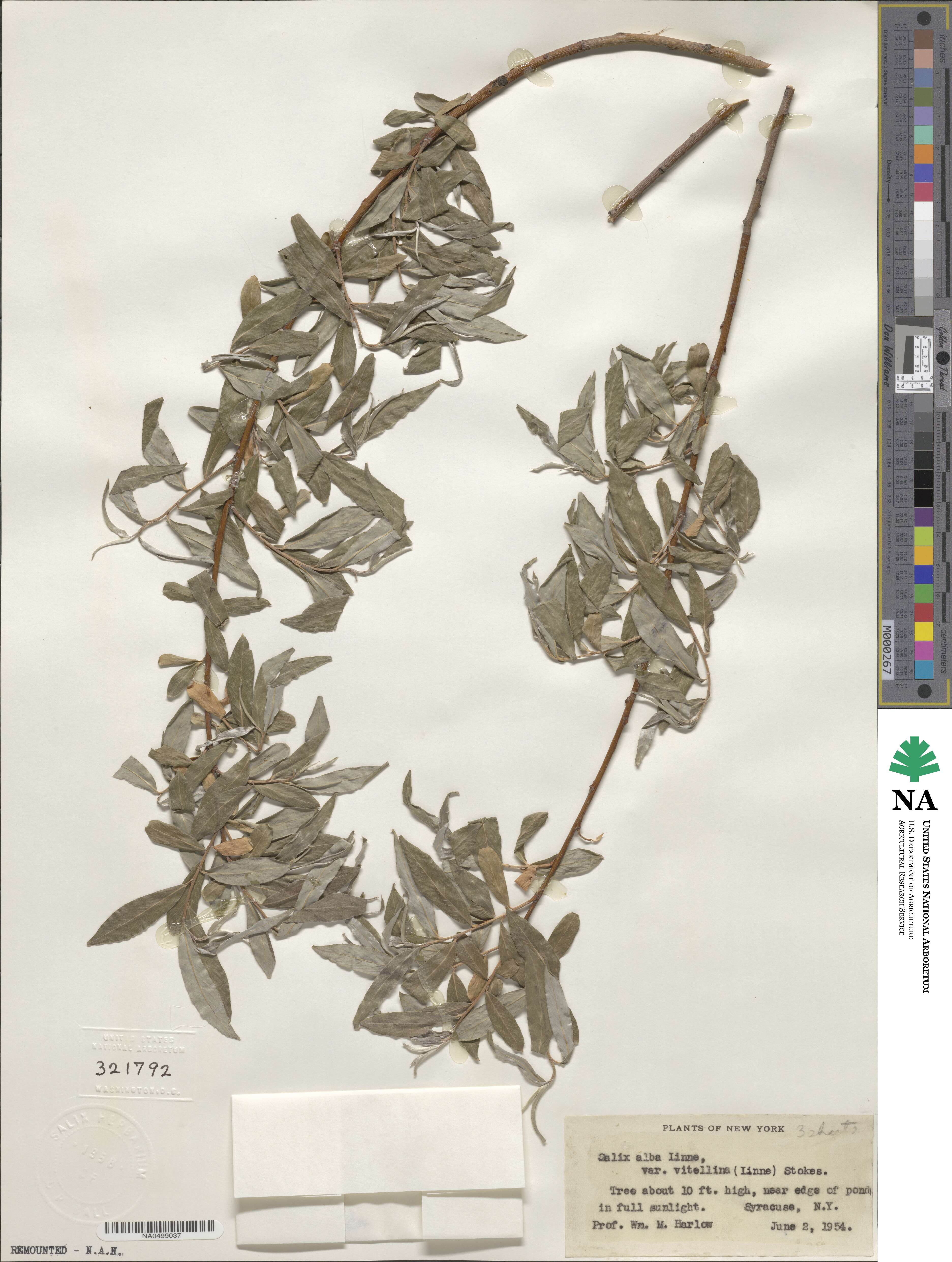 Salix alba image