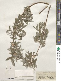 Salix alba var. vitellina image