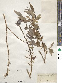 Salix alba var. vitellina image