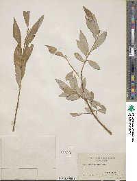 Salix alba image