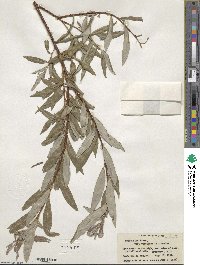 Salix alba var. vitellina image