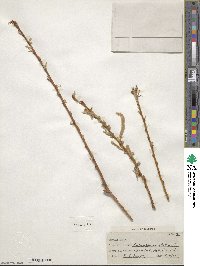 Salix alba var. vitellina image