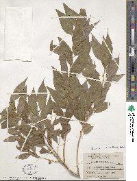 Salix alba image