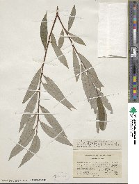 Salix alba var. vitellina image