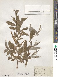 Salix alba image