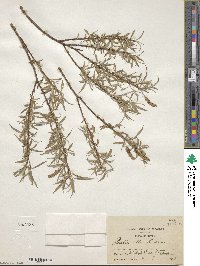 Salix alba image