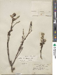 Salix hookeriana image