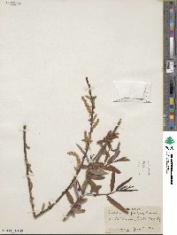 Salix caroliniana image