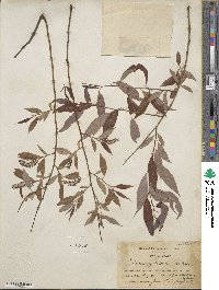 Salix amygdaloides image