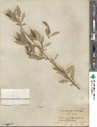 Salix amygdaloides image