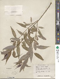 Salix amygdaloides image