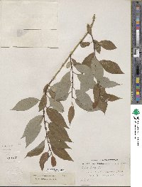 Salix amygdaloides image