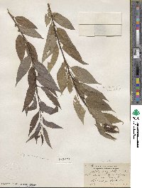 Salix amygdaloides image