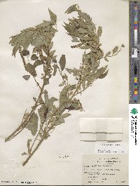 Salix amygdaloides image