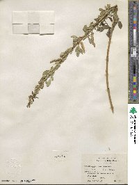 Salix amygdaloides image