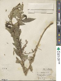Salix amygdaloides image