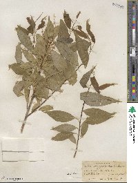 Salix amygdaloides image