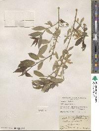 Salix amygdaloides image