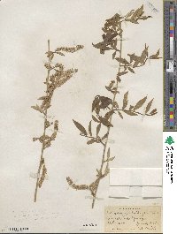 Salix amygdaloides image