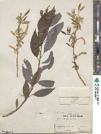 Salix amygdaloides image