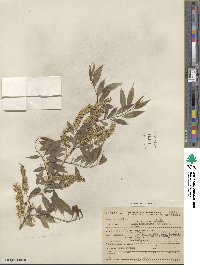 Salix amygdaloides image