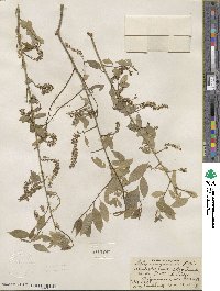 Salix amygdaloides image